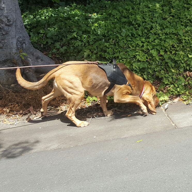 Training Dog Certification